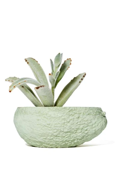 Avocado Planter